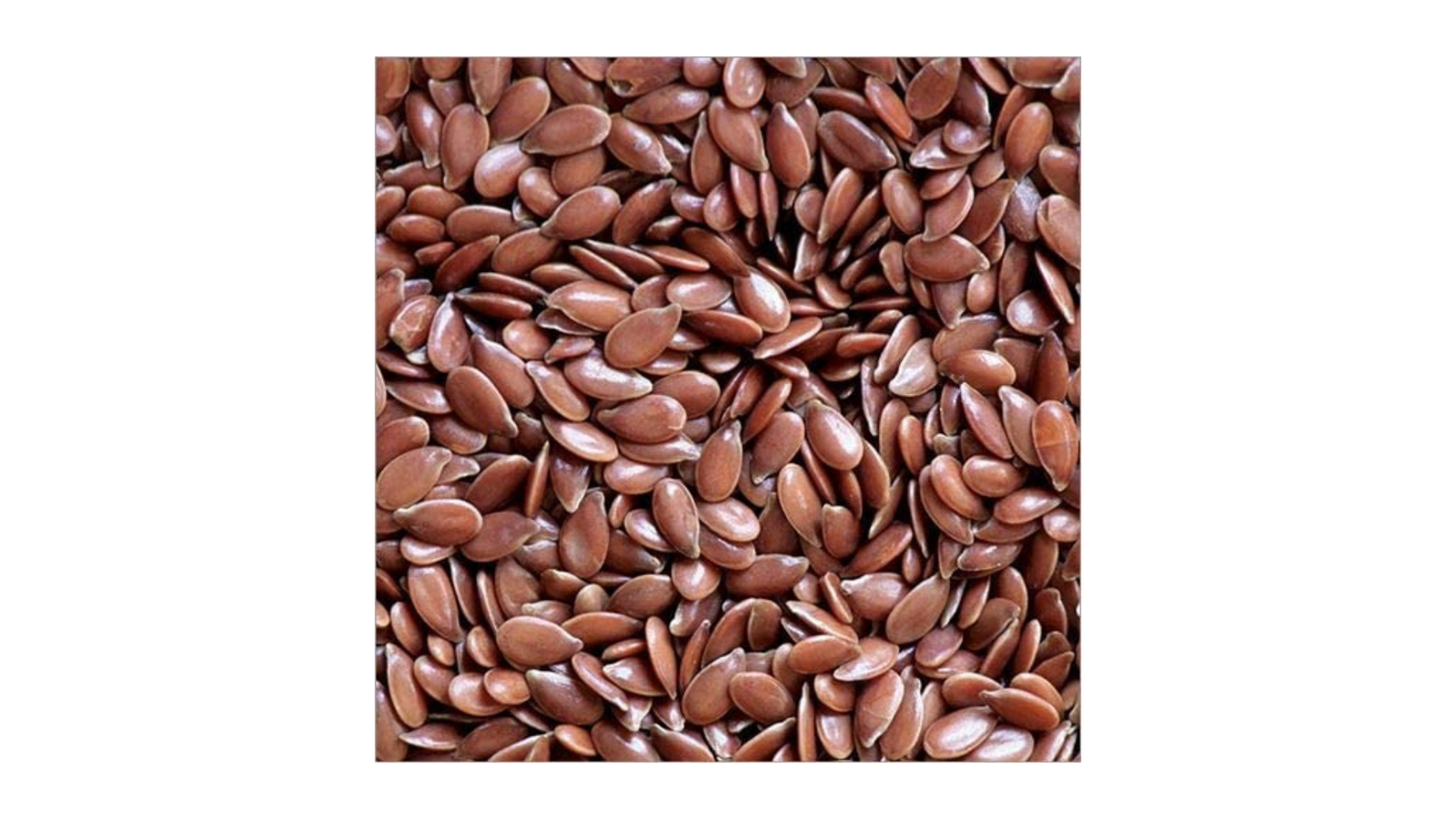 Taj Biotech –  Alsi Seed