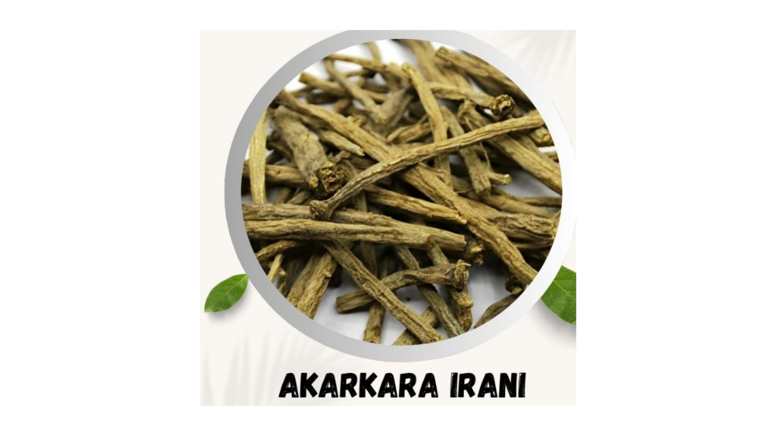 Taj Biotech – Akarkara Irani